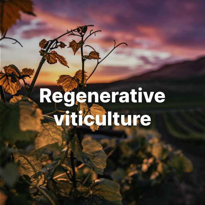 Regenerative viticulture